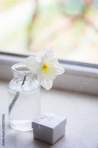 Fototapeta Naklejka Na Ścianę i Meble -  One spring flower of white narcissus in glass vase with gift box near window in daylight