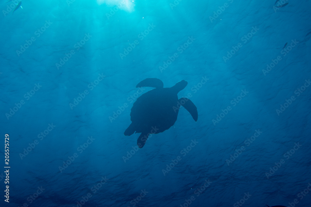 Turtle