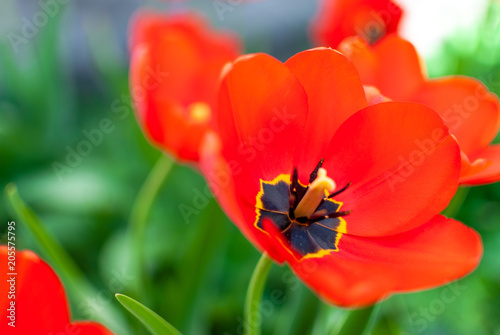Beautiful red tulips closeup. Macro flower background. Shallow depth of field. 