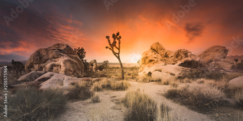 Desert Sunset - Joshua Tree Boulders - Wide Angle Panoramic photo