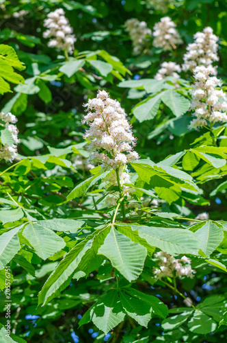 Flower of chestnuts tree.