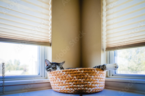 Close-up of cat relaxing in pet bed by windows at home photo