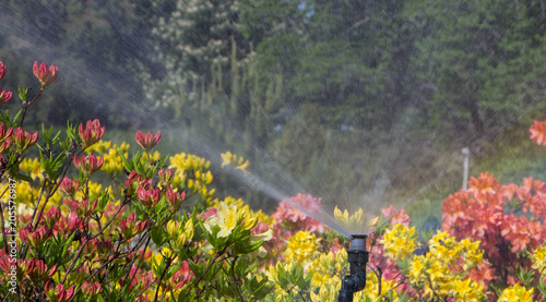 Clever garden with a fully automatic irrigation system, water azaleas.