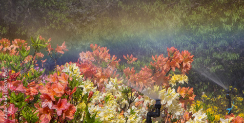 Clever garden with a fully automatic irrigation system, water azaleas. photo
