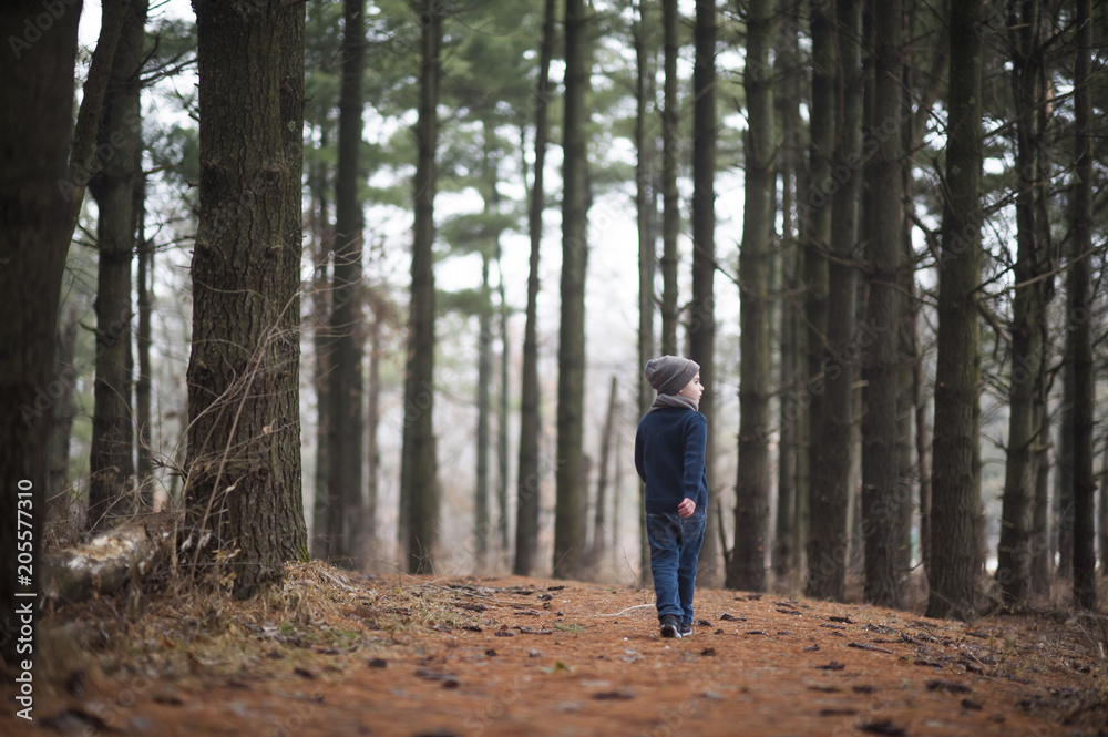 Rear view of boy exploring amidst trees at park Rear view of boy exploring amidst trees at park
