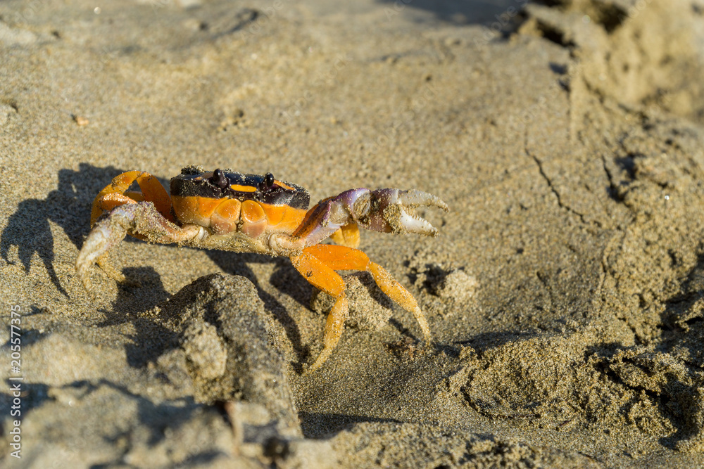 Friendly, smiling crab showing its claws on the beach. Friendly, smiling crab showing its claws on the beach.