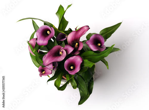 Fototapeta Naklejka Na Ścianę i Meble -  beautiful purple calla lilies