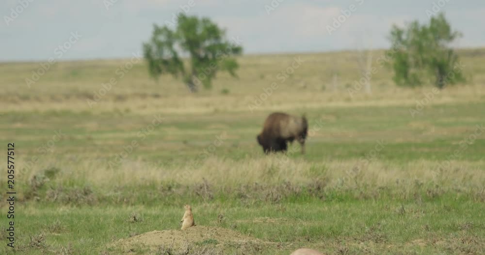 Rack focus from prairie dog to bison grazing Rack focus from prairie dog to bison grazing