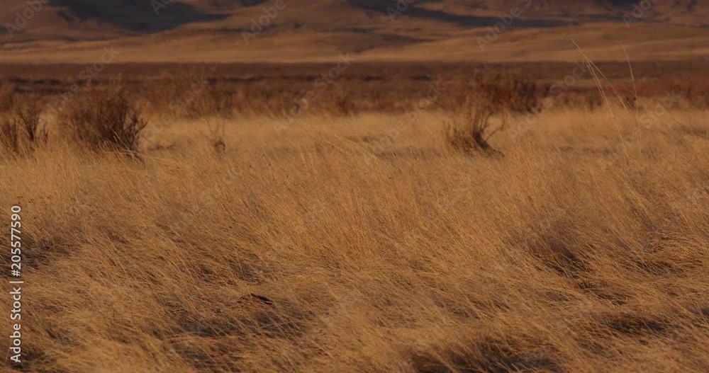 Sharptail grouse walking through tall prairie grass Sharptail grouse walking through tall prairie grass