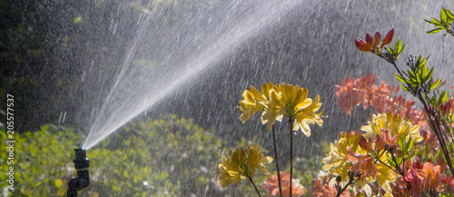 Clever garden with a fully automatic irrigation system, water azaleas. photo