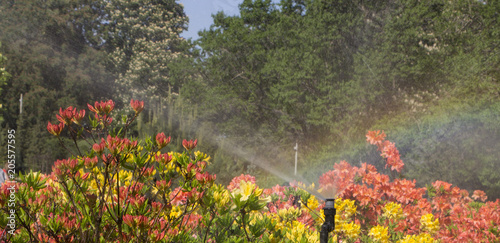 Clever garden with a fully automatic irrigation system, water azaleas. photo