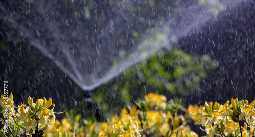 Clever garden with a fully automatic irrigation system, water azaleas. photo