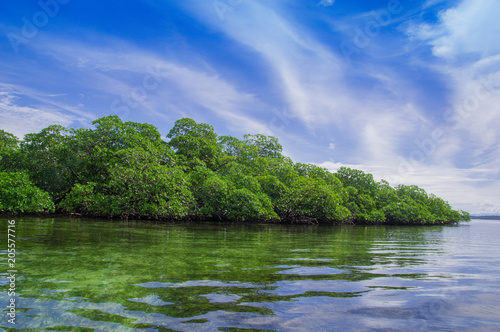 Outdoor view of mangrove at the border of the river, during a gorgeous sunny day with clear water reflectiong the tree in the island of Colon in Bocas del Toro in the Caribbean West photo