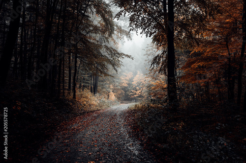 Wanderweg f  hrt durch einen unheimlichen Nebelwald