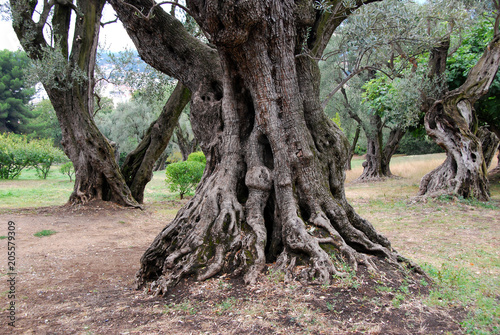 oliviers dans un parc