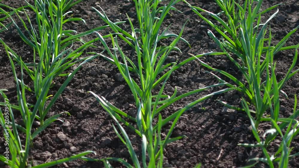 Garlic rows in garden in early spring. Garlic rows in garden in early spring.