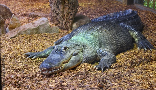 crocodile femelle dans son aquarium