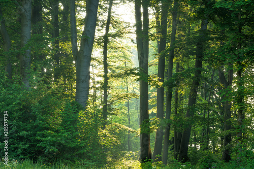 Morgenlicht im Wald