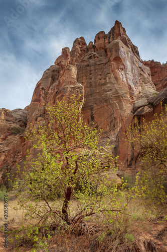 Capitol Reef Desert Landscape. The incredible sandstone geological formations feature layers of golden sandstone, canyons and striking rock formations.Capitol Reef National Park, Utah, USA.  photo