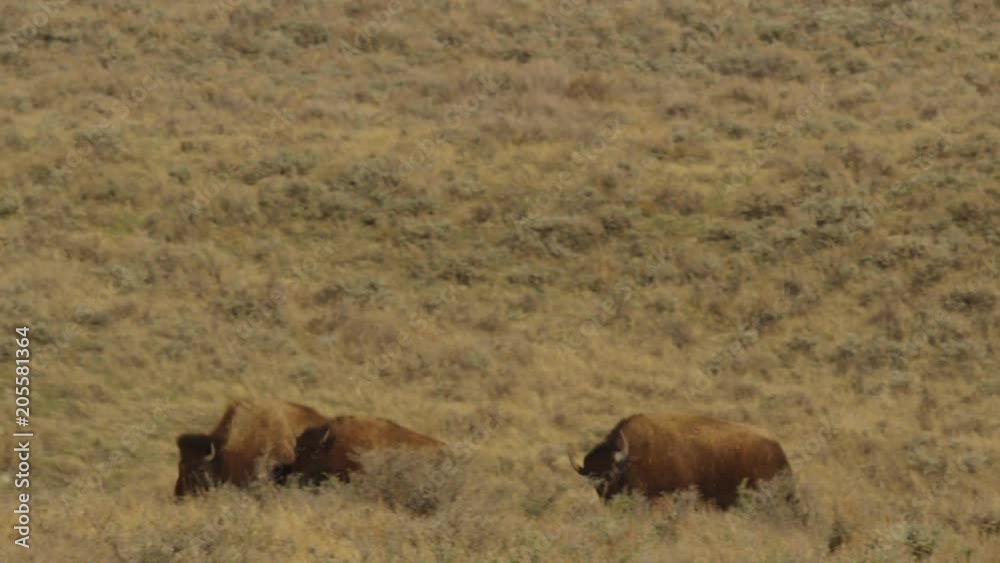 Slow motion - bison herd running across prairie tight Slow motion - bison herd running across prairie tight