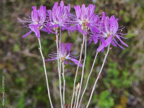 Pink Azalea