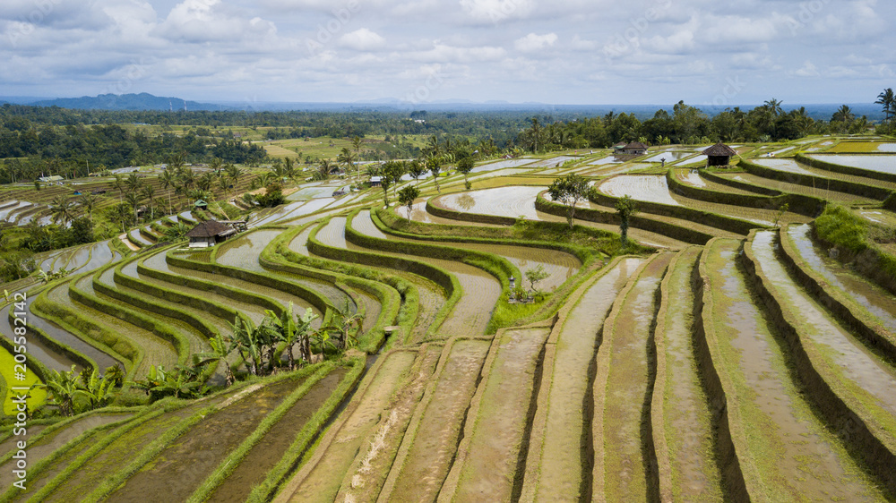 Aerial shot of Jatiluwih terraces ricefield