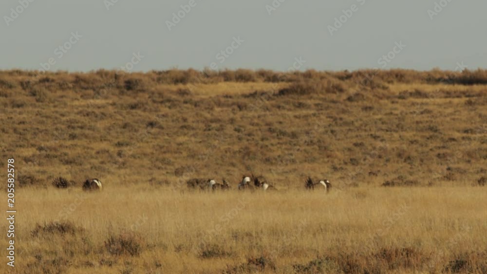 Small group of sage grouse display in the orange morning light Small group of sage grouse display in the orange morning light