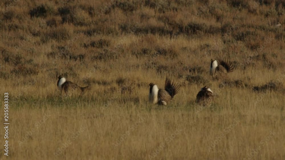 Slow motion sage grouse walking and displaying in morning Slow motion sage grouse walking and displaying in morning