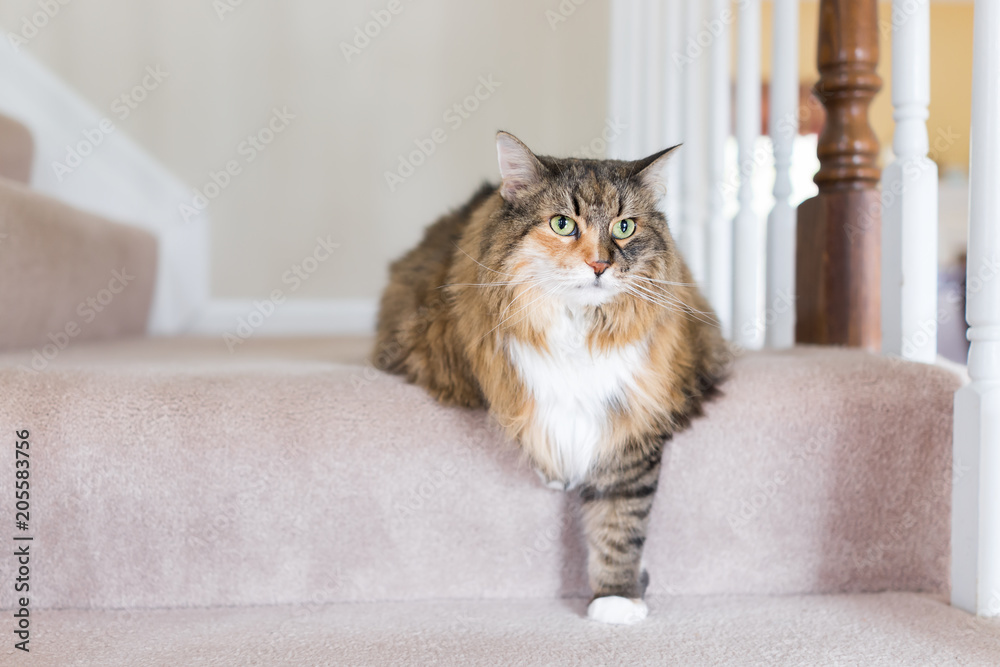 Maine coon calico cat funny resting one paw on carpet floor steps indoors inside house comfortable, large breed neck mane or ruff Maine coon calico cat funny resting one paw on carpet floor steps indoors inside house comfortable, large breed neck mane or ruff