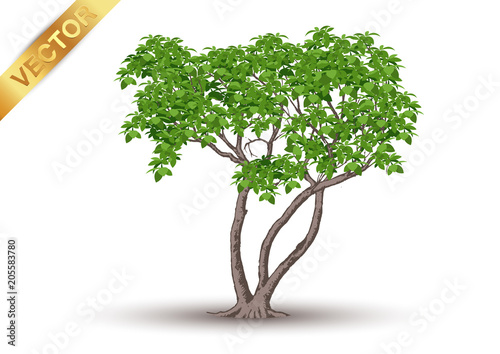 Beautiful tree Realistic  on a white background.