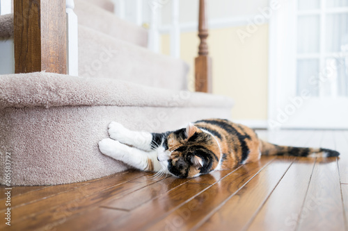 Fotografija Calico cat scratching nails on carpet floor stairs steps staircase inside indoor