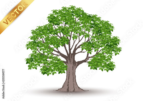Beautiful tree Realistic  on a white background.