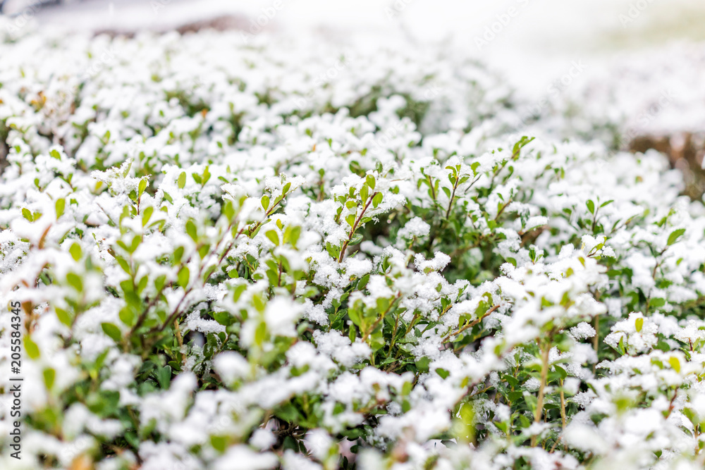Snow flakes on green decorative house home shrub macro closeup during blizzard white storm Snow flakes on green decorative house home shrub macro closeup during blizzard white storm