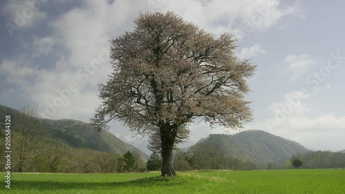 北海道の春 一本桜