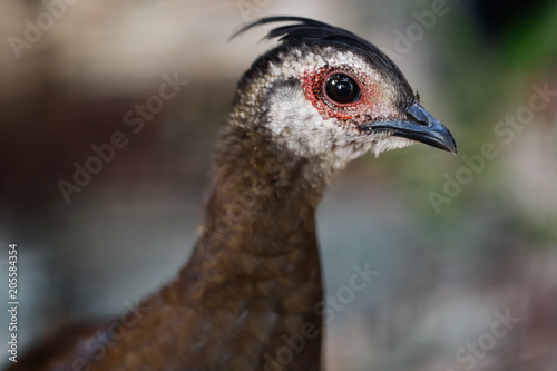 Female Palawan peacock-pheasant (Polyplectron napoleonis), nicety of neck and head
