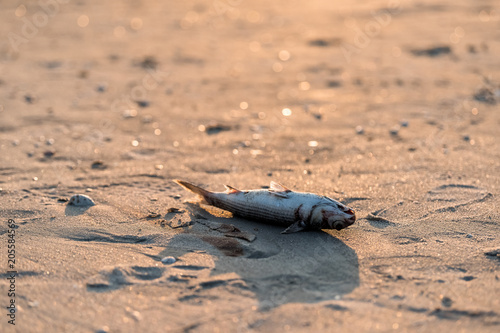 Closeup of one dead fish washed ashore during red tide algae bloom toxic in Naples beach in Florida Gulf of Mexico during sunset on sand photo