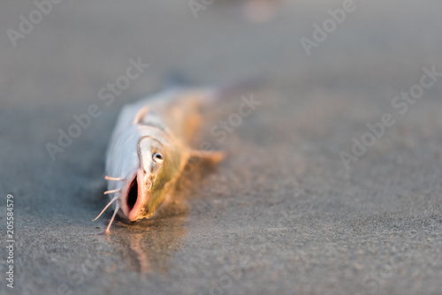 Closeup of one dead catfish fish washed ashore during red tide algae bloom toxic in Naples beach in Florida Gulf of Mexico during sunset on sand photo