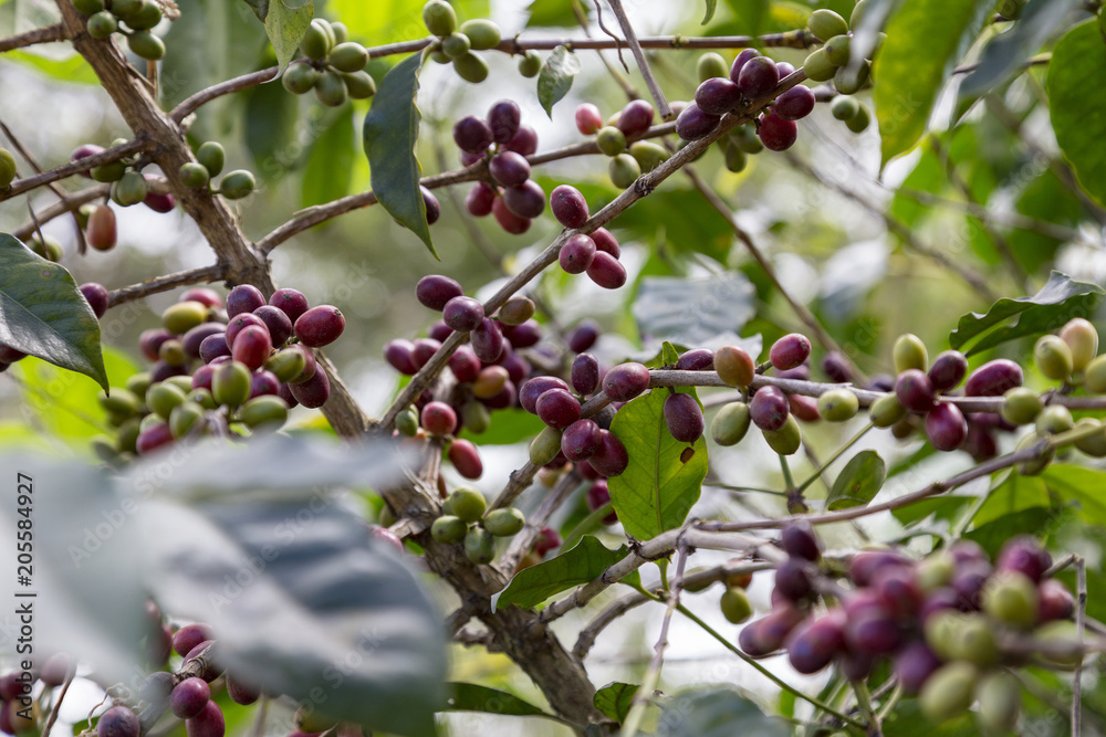Amazing wild coffee growing on the side of the road in Flores, Indonesia. Amazing wild coffee growing on the side of the road in Flores, Indonesia.