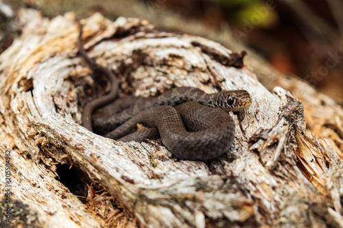 Eastern Milksnake small brown snake coiled up on wooden log