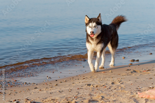 Husky dog running on the water's edge. The dog running on the beach. The dog stuck out his tongue.