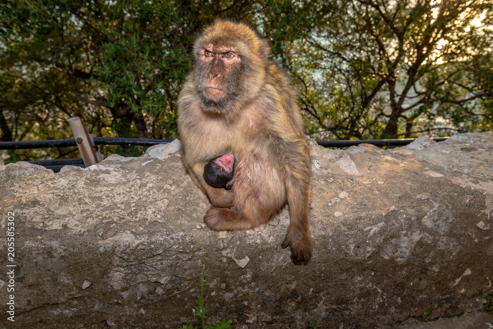 Fototapeta premium Female Barbary macaque with new born baby.