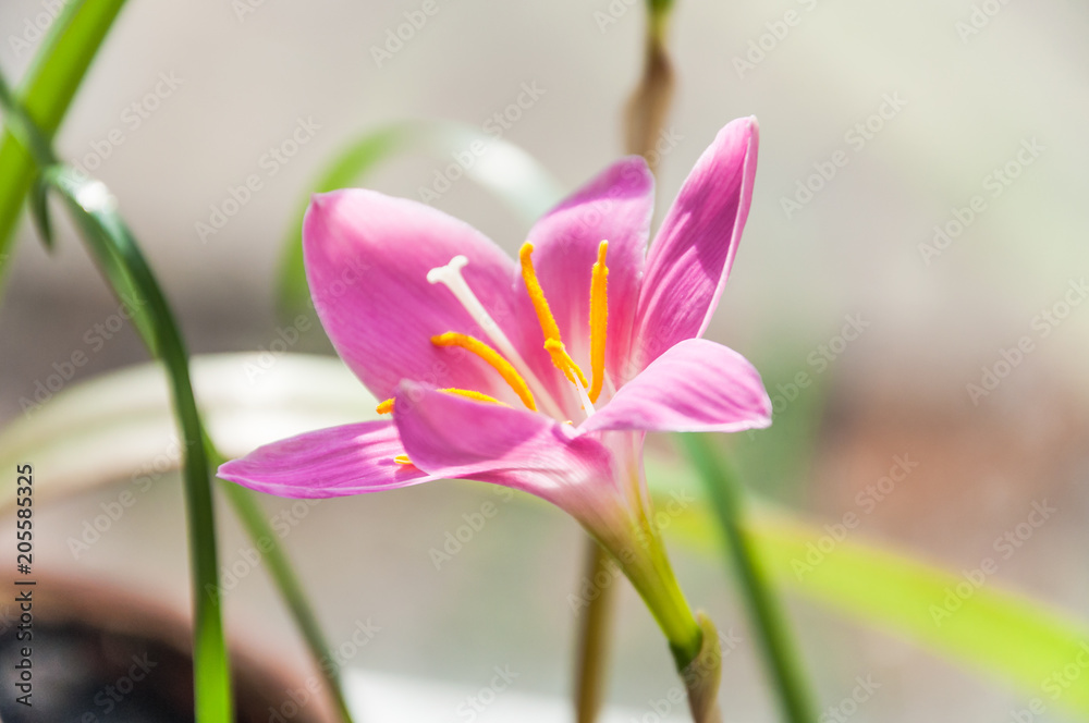 Naklejka premium Pink flower of rosepink zephyr lily or pink rain lily (Zephyranthes carinata)
