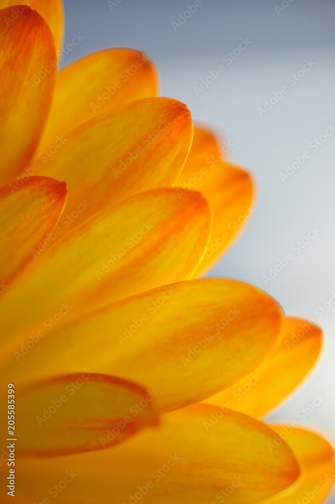 A close-up view of Gerbera flower petals.