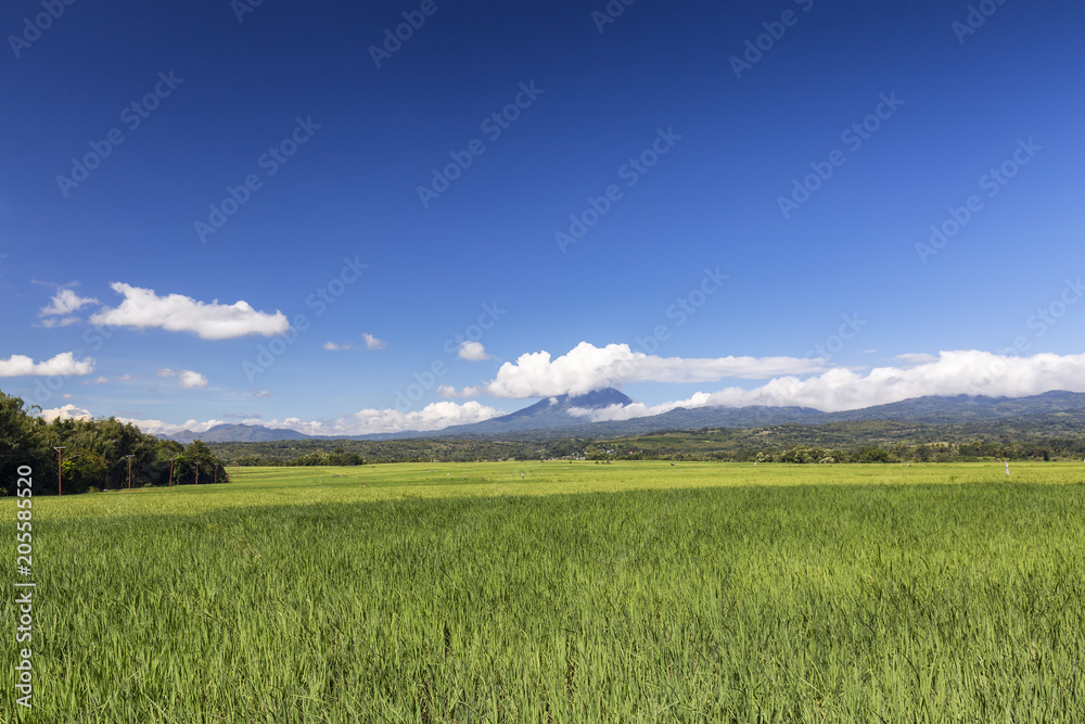 Varying shades of green rice fields with Ebulobo volcano in the distance in Flores, Indonesia.