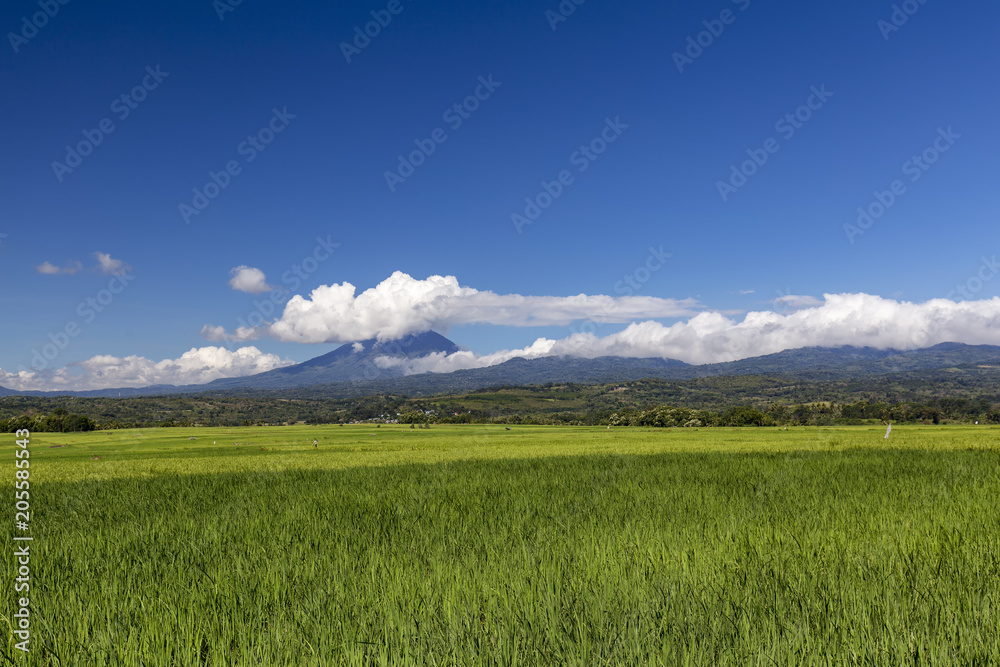 A beatufiul view of a green rice field with Ebulobo volcano in the distance in East Nusa Tenggara, Indonesia.