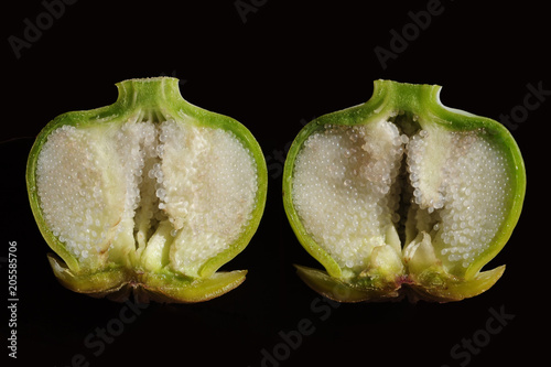 Turkish poppy seed pod, used to make opium, sliced in half. photo