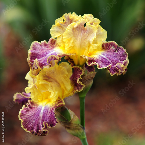 Картината върху платно Iris in bloom.
