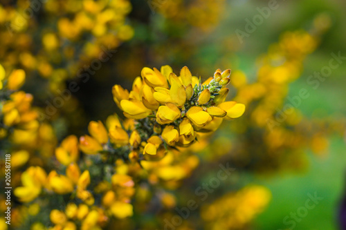 Gorse in Bloom