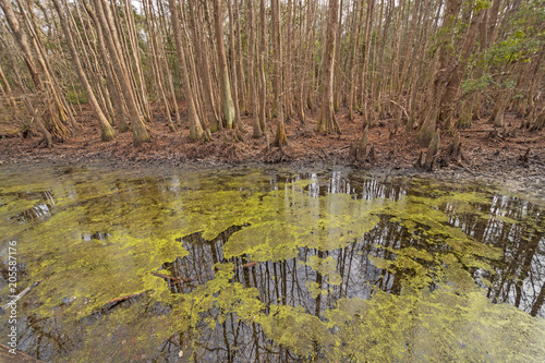 Colorful Duckweed in a Cypress Forest