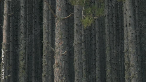 Pass by Long bare pine tree trunks during the cnange of seasons photo